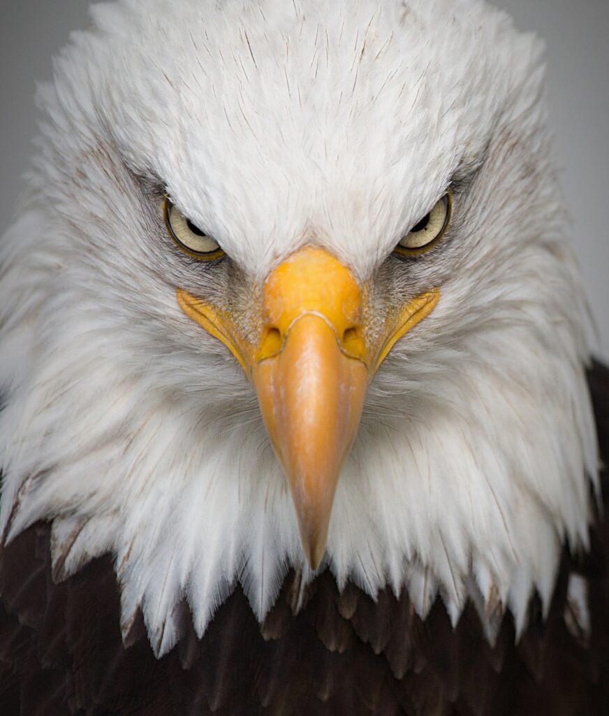 Comment vous voyez vous dans la vie  : Aigle ou Poulet ?